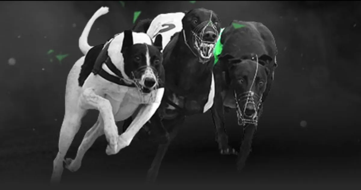 葡萄牙主帅,强调,每一场赛事,博鱼体育官网,博鱼体育app,博鱼体育APP下载